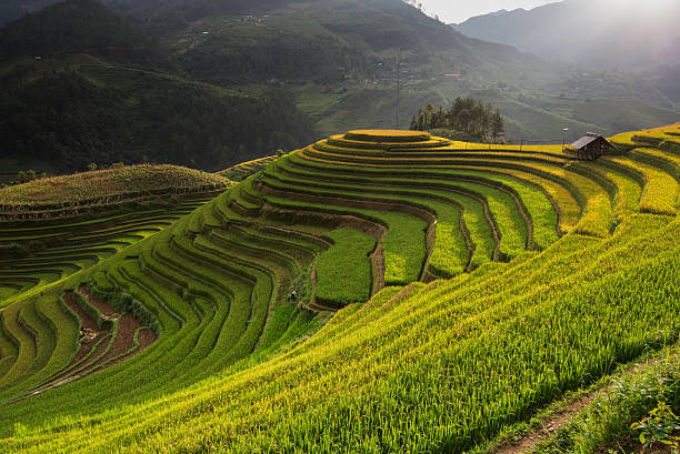istock Beautiful landscape rice fields on terraced of Mu Cang Chai 613304966