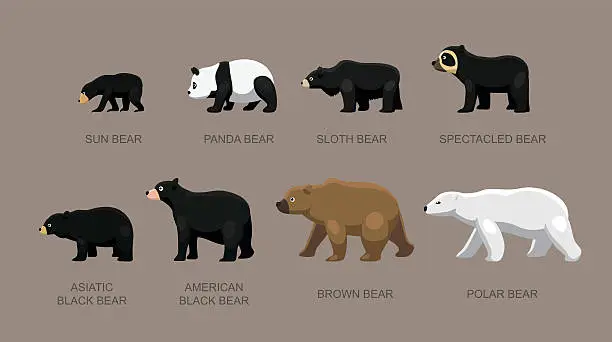 Vector illustration of Bear Sizes Cartoon Vector Illustration
