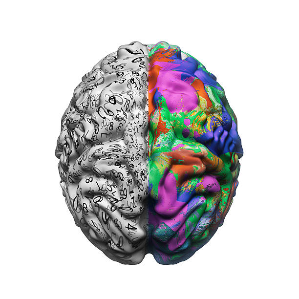 왼쪽 및 오른쪽 측면 뇌 기능 - 반구체 뉴스 사진 이미지