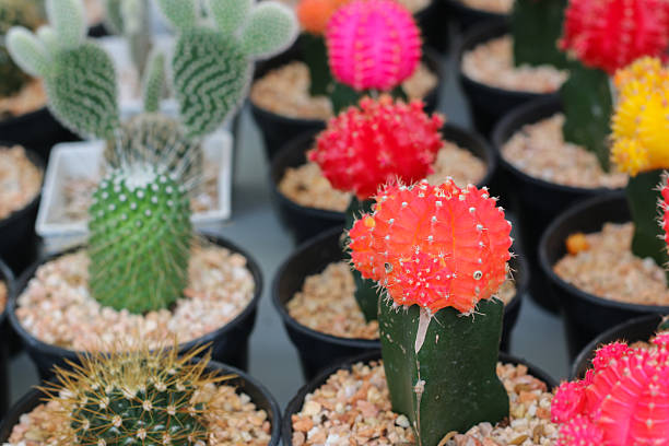 istock small cactus in a row, Used for background 613306486