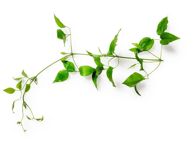 Clematis leaves with tendril. Green twig isolated on white background clipping path included. Floral design. Top view, flat lay