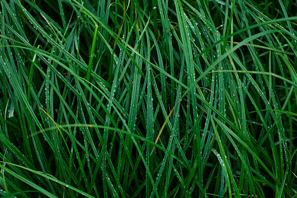 green grass with dew drops closeup stock photo