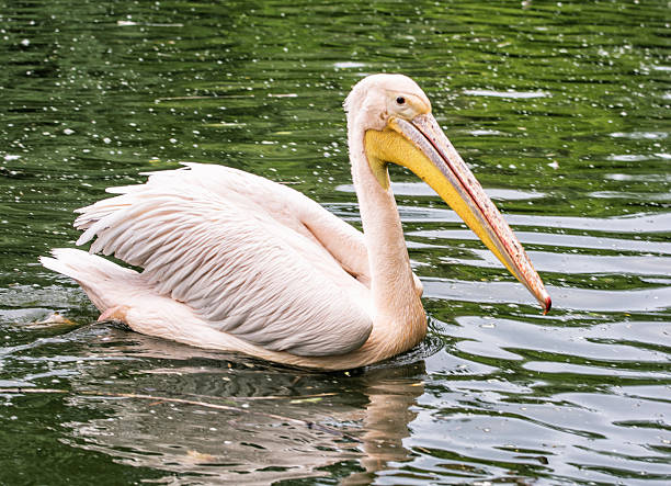 istock Great white pelican - Pelecanus onocrotalus - in the lake 613306726