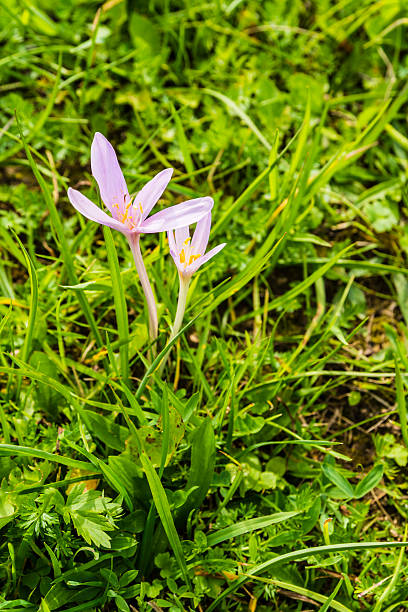 istock Top view of the flowers. 613307044
