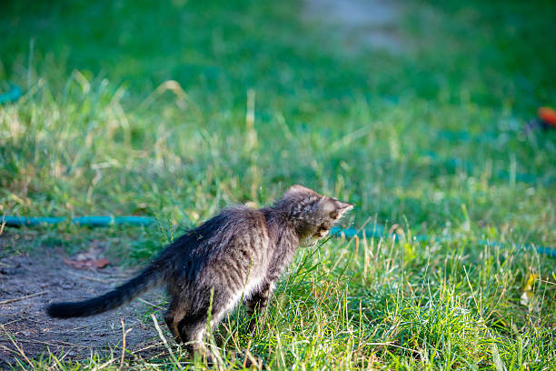 istock Kitten running on the grass in the garden 613307424