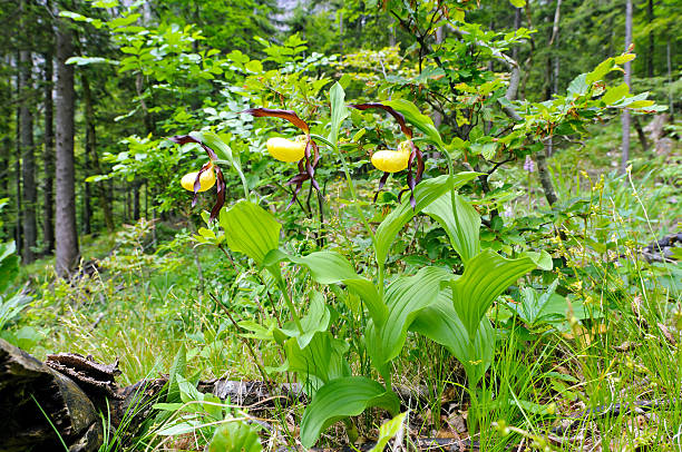 lady's-slipper orchid (cypripedium calceolus) - ladyslipper imagens e fotografias de stock