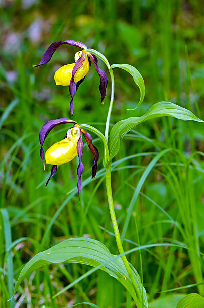 istock Lady's-slipper orchid (Cypripedium calceolus) 613308732