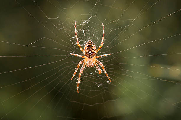 9.100+ Araña De Jardín Fotografías de stock, fotos e imágenes libres de derechos - iStock