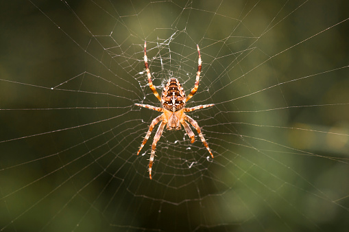 A macro image of the Common Garden Spider, Araneus diadematus, it's web.