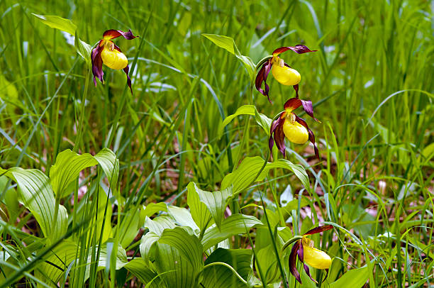 lady's-slipper orchid (cypripedium calceolus) - ladyslipper imagens e fotografias de stock