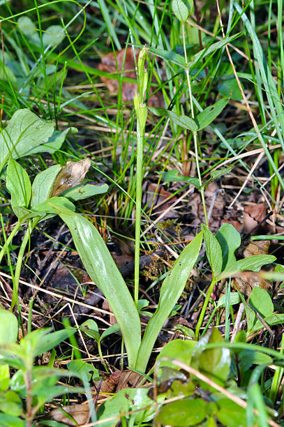 Loesel's wide-lipped orchid (Liparis loeselii) in its natural habitat.
