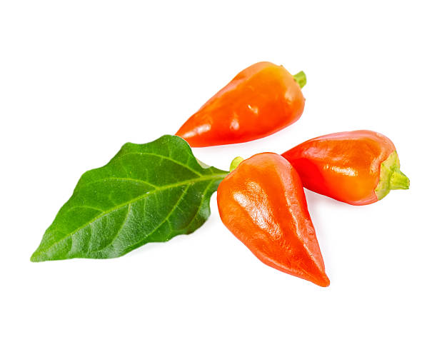 decorative orange peppers Capsicum Gemeng with green leaf