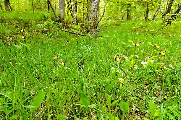 naturalne siedlisko orchidei pantoflami damy (cypripedium calceolus) - ladyslipper zdjęcia i obrazy z banku zdjęć