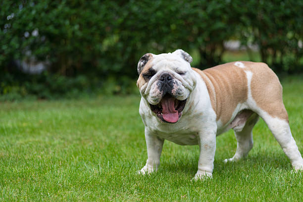 istock Big Bulldog on green lawn 613311390