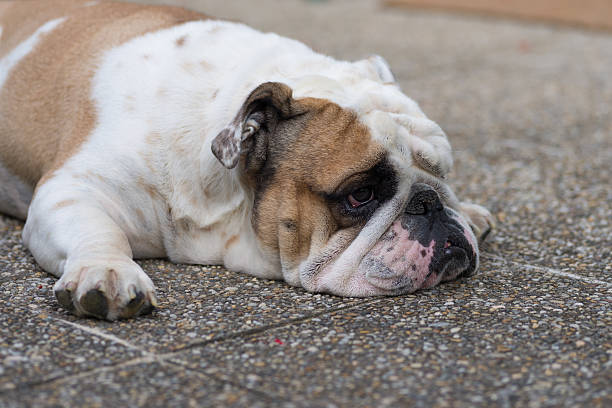istock Sad bulldog lying on the paving 613311656