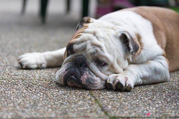istock Sad bulldog lying on the paving 613311688