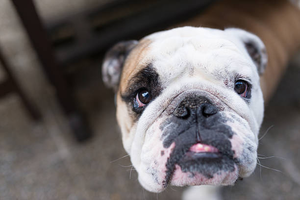 istock Portrait of a bulldog 613311694