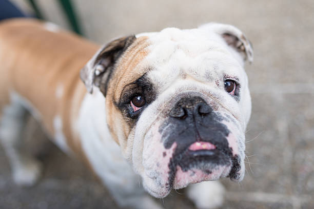 istock Portrait of a bulldog 613311704