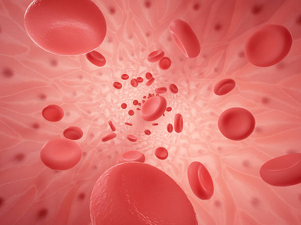 Human vessel with erythrocyte Inside space of empty healthy human anatomical vessel with red blood cells - erythrocytes and endothelium cells, 3d rendering endothelial stock pictures, royalty-free photos & images