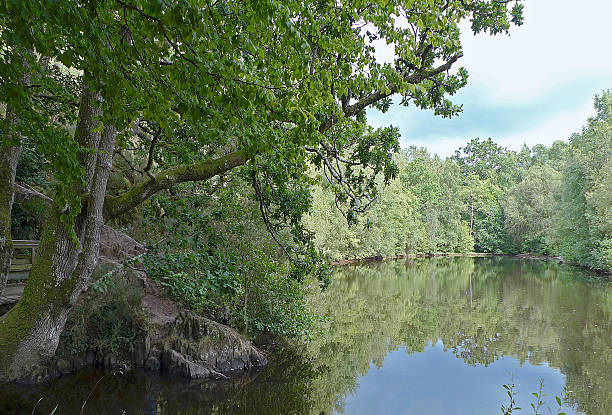 istock Nature around the lake 613312054