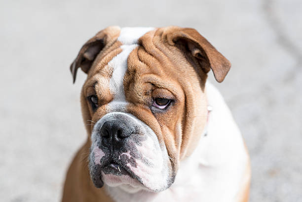 istock Dog portrait outdoor 613312190