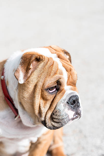 istock Cute English bulldog 613312234