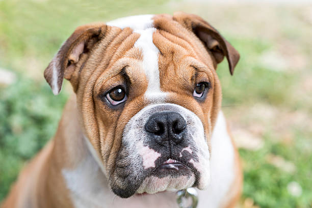 Sweet english bulldog