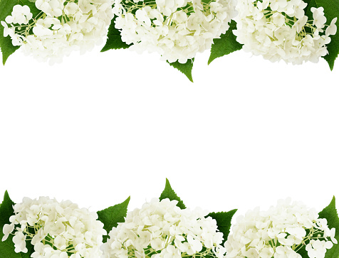 White hydrangea flowers edges isolated on white