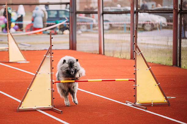 giovane keeshond, keeshonden cane gioca e salta oltre barriera - keeshond foto e immagini stock