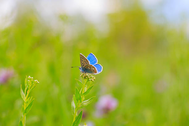 istock Butterfly on the flower 613313036