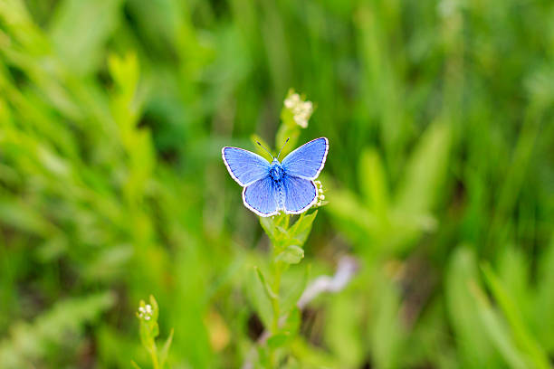 istock Butterfly on the flower 613313126