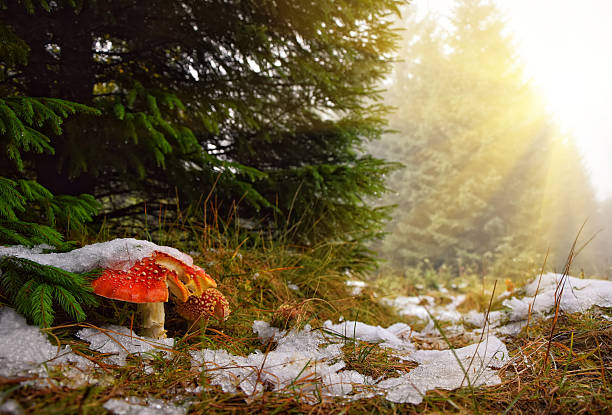Red mushroom (Amanita muscaria) in autumn forest under the first snow