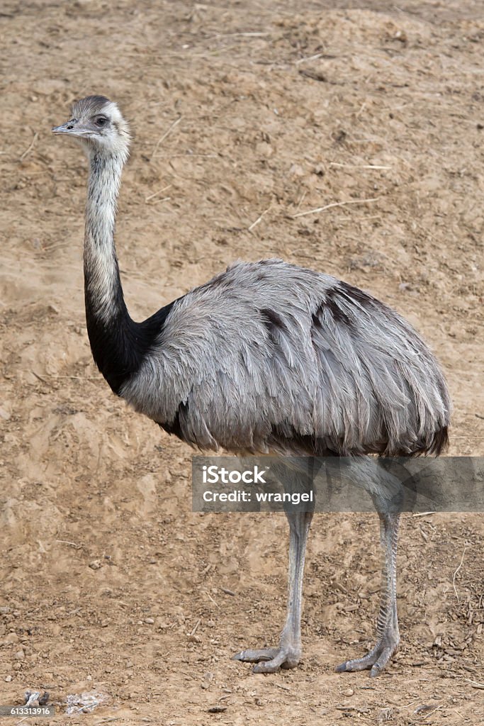 Darien Rhea Darwins Rhea Stock Photo - Download Image Now - Altiplano, Animal ...