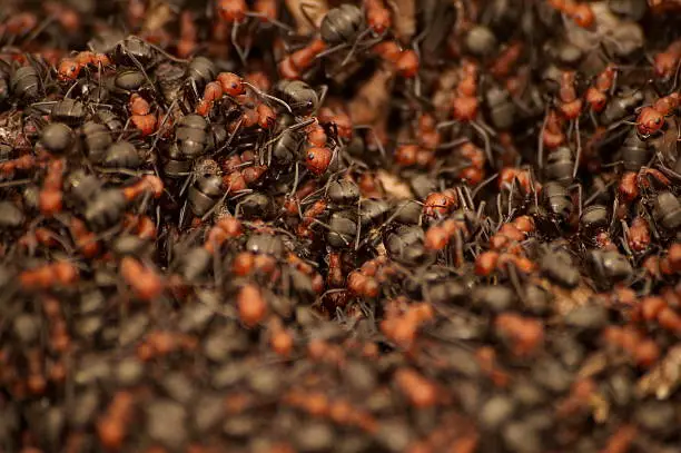 Photo of Swarm of Ants