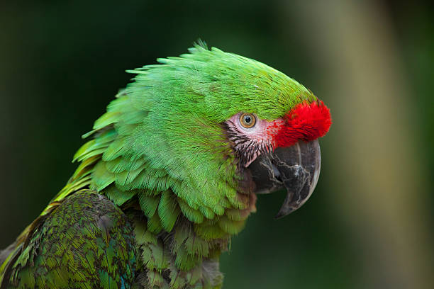 istock Bolivian military macaw (Ara militaris boliviana). 613314138