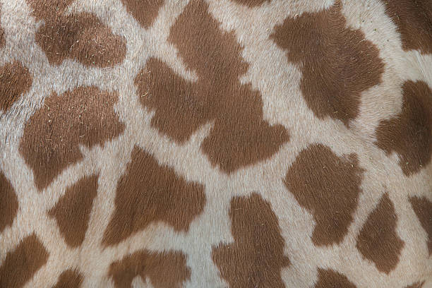 istock Kordofan giraffe (Giraffa camelopardalis antiquorum). Skin textu 613314324