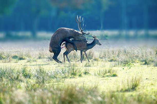 Deers copulati - foto stock