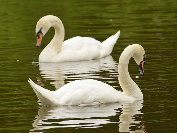 istock Pair of white swans. 613315456