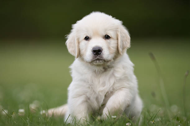 istock Young golden retriever puppy 613317352