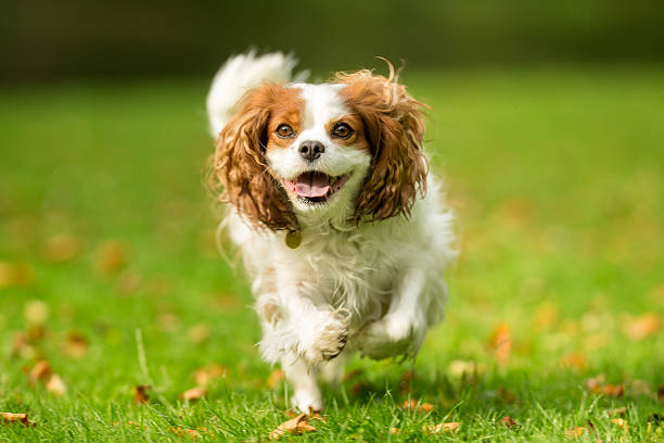istock Happy Dog on Grass 613317490