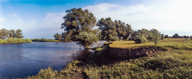 Trees (Willow) along the river. The typical nature of the Astrakhan region, Russia