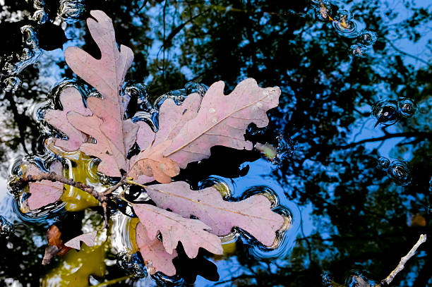 istock Leaves floating on a body of water 613318346