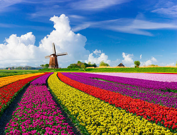 Tulips and Windmills Colorful tulip field in front of a Dutch windmill under a nicely clouded sky. netherlands stock pictures, royalty-free photos & images