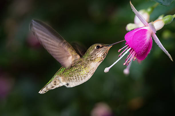 istock Hummingbird and queen fuchsia 613319336