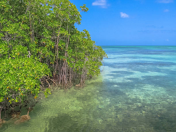 istock Saona Island Mangrove 613319834