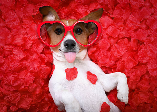dog love rose valentines Jack russell  dog sticking out tongue ,while lying on bed full of rose petals as background  , in love on valentines day, wearing sunglasses animal tongue stock pictures, royalty-free photos & images