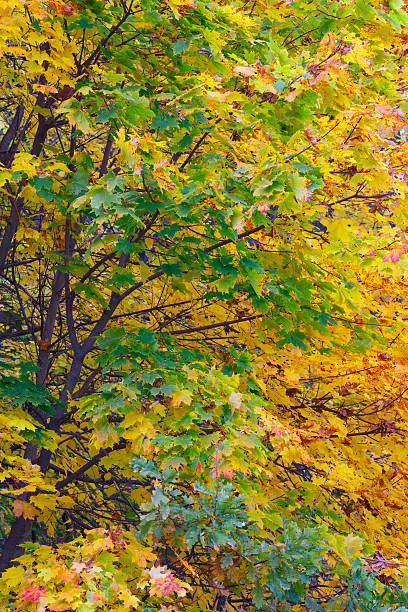 istock Autumn forest foliage bright colorful background 613320518
