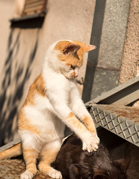 cat massage