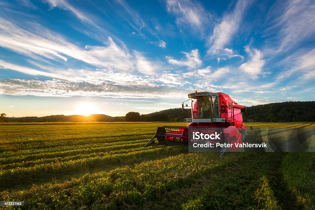 Big red one Big red combine harvester in sunset light Agriculture Stock Photo