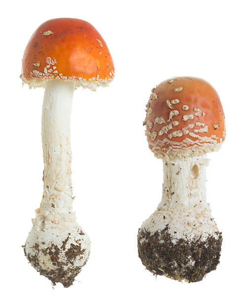 istock Fly agaric, Amanita muscaria isolated on white background 613322584